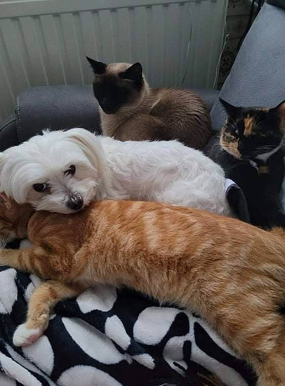 Candy participe au concours pour gagner de l'argent avec cette photo : carnivore, cat, cat_supply, comfort, companion_dog, dog, dog_breed, dog_supply, fawn, felidae, fur, paw, pet_supply, siamese, small_to_medium_sized_cats, snout, tail, terrestrial_animal, toy_dog, whiskers