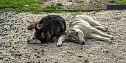 Salto a rejoint le concours — aidez-le/la à gagner de superbes lots ! dog, husky, sleeping, outdoor, grass, gravel, nature, pet, animal, resting, canine, two_dogs, relaxation, daylight, peaceful, fur, mammal, companion, quiet, summer