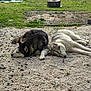 dog, husky, sleeping, outdoor, grass, gravel, nature, pet, animal, resting, canine, two_dogs, relaxation, daylight, peaceful, fur, mammal, companion, quiet, summer
