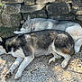 dog, huskie, sleeping, resting, outdoor, stone_wall, gravel, sunlight, nature, animal, canine, pet, fur, peaceful, two_dogs, collar, relax, shade, mammal, quiet