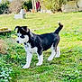 puppy, dog, husky, outdoor, grass, greenery, young_animal, pet, curious, nature, garden, collar, animal, canine, playful, lawn, fur, black_and_white, small_dog, daylight