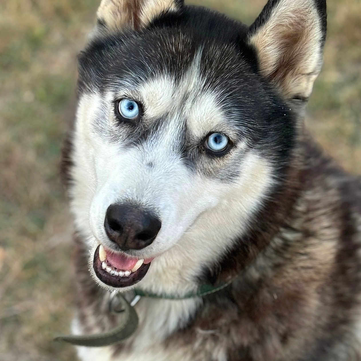 Salto participe au concours pour gagner de l'argent avec cette photo : animal, blue_eyes, canine, close_up, collar, cute, dog, domestic_animal, fluffy, friendly, fur, happy, husky, looking_up, mammal, nature, outdoor, pet, portrait, smiling