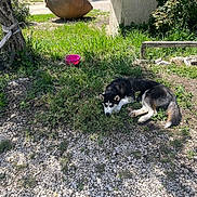 Salto participe au concours pour gagner de l'argent avec cette photo : dog, husky, grass, gravel, tree, outdoor, sunlight, resting, pet, nature, greenery, bowl, fence, shade, animal, ground, canine, relaxing, daytime, leash