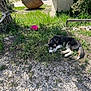 dog, husky, grass, gravel, tree, outdoor, sunlight, resting, pet, nature, greenery, bowl, fence, shade, animal, ground, canine, relaxing, daytime, leash