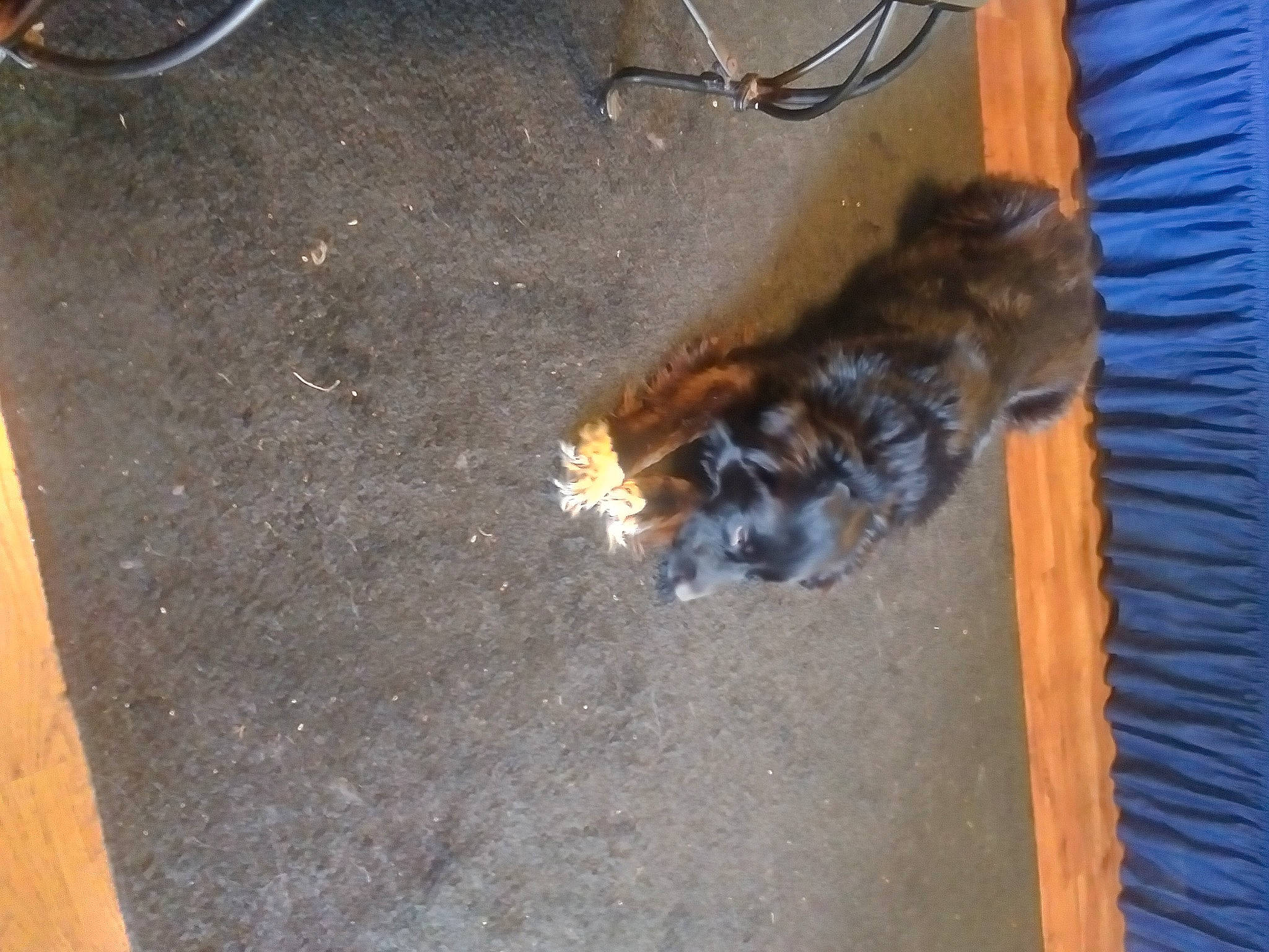 Tipsy is registered to the contest to win money with this photo: asphalt, carnivore, claw, companion_dog, concrete, dog_breed, felidae, flooring, fur, gas, hardwood, road_surface, small_to_medium_sized_cats, sporting_group, tail, wire, wood