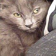 Maxie is registered to the contest to win money with this photo: cat, gray_cat, fluffy, furry, animal, pet, green_eyes, close_up, portrait, face, whiskers, ears, nose, indoor, cozy, blanket, fabric, seated, looking_at_camera, phone_screenshot