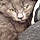Maxie