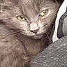 cat, gray_cat, fluffy, furry, animal, pet, green_eyes, close_up, portrait, face, whiskers, ears, nose, indoor, cozy, blanket, fabric, seated, looking_at_camera, phone_screenshot