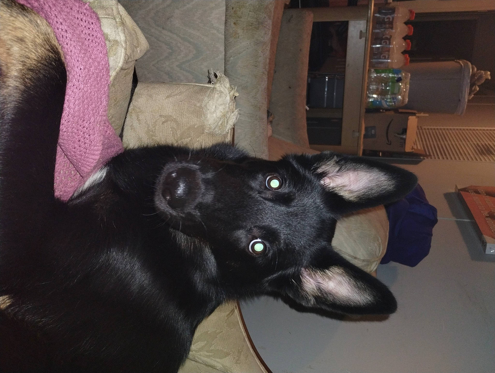 Floki is registered to the contest to win money with this photo: borador, canidae, carnivore, claw, collar, comfort, companion_dog, dog, dog_breed, ear, felidae, fur, natural_material, small_to_medium_sized_cats, snout, sporting_group, tail, terrestrial_animal, whiskers, working_animal