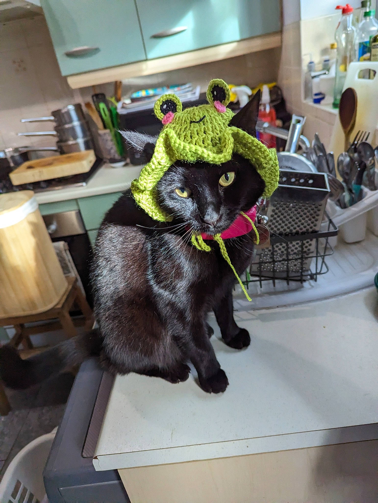 Hiccup is registered to the contest to win money with this photo: art, canidae, carnivore, cat, chair, desk, domestic_short_haired_cat, felidae, flooring, fur, kitchen_appliance, room, small_to_medium_sized_cats, snout, sporting_group, table, tail, terrestrial_animal, toy, whiskers