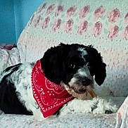 Willie joined the competition — help win amazing prizes! dog, black_and_white, bandana, red_bandana, couch, floral_pattern, indoor, pet, chewing, treat, fur, cute, animal, relaxed, companion, domestic, snack, paw, lying_down, cozy