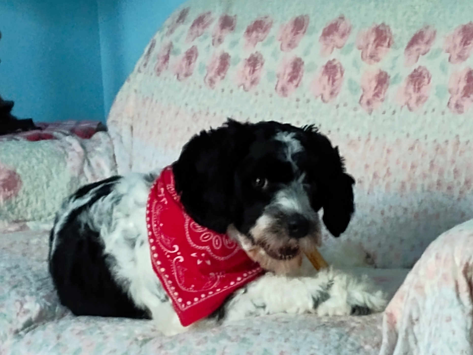 Willie joined the competition — help win amazing prizes! dog, black_and_white, bandana, red_bandana, couch, floral_pattern, indoor, pet, chewing, treat, fur, cute, animal, relaxed, companion, domestic, snack, paw, lying_down, cozy