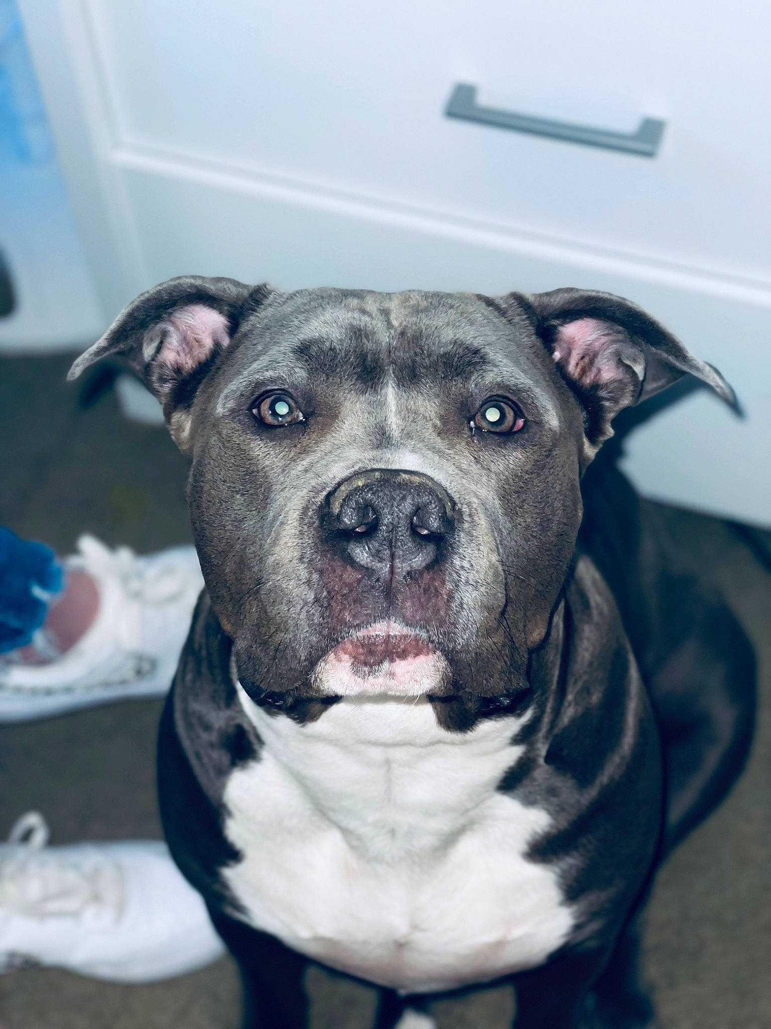 Blaze is registered to the contest to win money with this photo: canidae, carnivore, collar, companion_dog, dog, dog_breed, dog_collar, electric_blue, fawn, fur, non_sporting_group, pet_supply, snout, sporting_group, whiskers, white, working_animal, working_dog