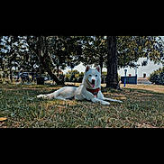 Aika participe au concours pour gagner de l'argent avec cette photo : animal, canine, collar, daytime, dog, fence, grass, happy, landscape, leisure, nature, outdoor, park, pet, relaxed, shade, sunlight, tongue_out, tree, white_dog