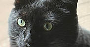 Ajax is registered to the contest to win money with this photo: animal, black_cat, blurred_background, cat, close_up, curious, cute, domestic_animal, ears, face, feline, fur, green_eyes, indoor, looking, mammal, pet, portrait, soft_light, whiskers