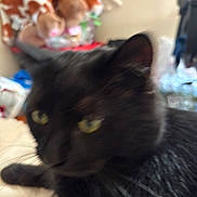 Ajax is registered to the contest to win money with this photo: animal, background, bed, black_cat, blurry, cat, close_up, cluttered, domestic, ear, face, feline, fur, indoor, looking, pet, soft_toys, stuffed_animals, whiskers, yellow_eyes