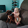 Jacob Ap joined the competition — help win amazing prizes! baby, dog, couch, diaper, indoor, furniture, pet, child, curious, brown, small_dog, sitting, shoe_rack, shoes, wall, collar, person, touching, home, casual