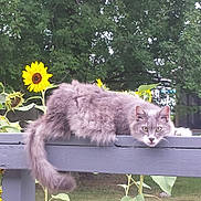 Lil Bit joined the competition — help win amazing prizes! cat, gray_cat, fluffy, lounging, wooden_fence, sunflowers, yellow_flowers, green_leaves, trees, outdoor, nature, grass, summer, relaxed, animal, pet, whiskers, tail, garden, daylight