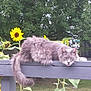 cat, gray_cat, fluffy, lounging, wooden_fence, sunflowers, yellow_flowers, green_leaves, trees, outdoor, nature, grass, summer, relaxed, animal, pet, whiskers, tail, garden, daylight