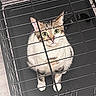Kingston is registered to the contest to win money with this photo: cat, feline, pet, animal, crate, cage, wire_bars, green_eyes, wide_eyed, tabby, white_fur, sitting, portrait, indoors, closeup, whiskers, ears, paws, alert, photography