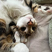 Kingston joined the competition — help win amazing prizes! cat, cats, kitten, feline, pet, animal, upside_down, wide_eyed, sleeping, snuggling, cuddling, fluffy, fur, whiskers, paws, pink_nose, tricolor, bed, blanket, cozy