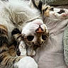 cat, cats, kitten, feline, pet, animal, upside_down, wide_eyed, sleeping, snuggling, cuddling, fluffy, fur, whiskers, paws, pink_nose, tricolor, bed, blanket, cozy
