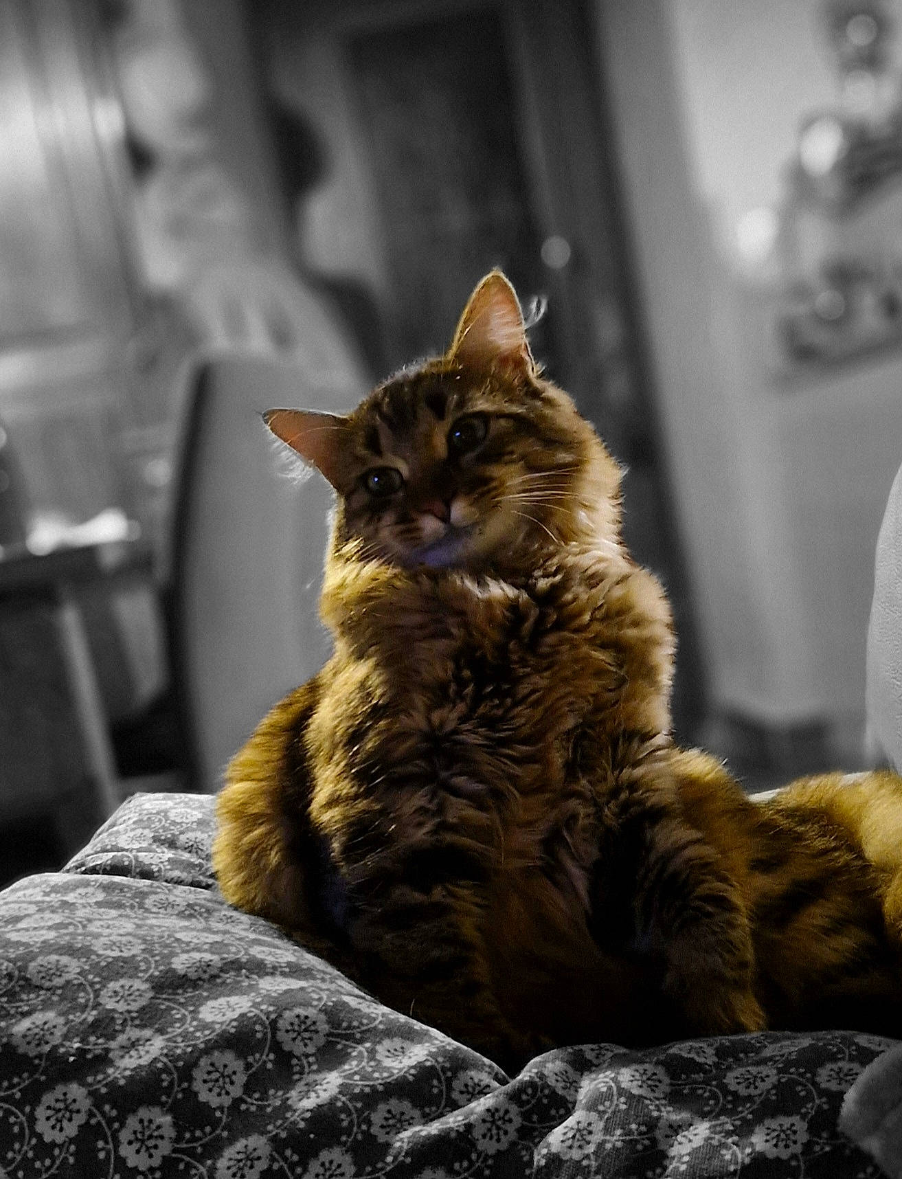 Guizmo a rejoint le concours — aidez-le/la à gagner de superbes lots ! carnivore, cat, claw, comfort, darkness, domestic_short_haired_cat, felidae, fur, grey, maine_coon, monochrome_photography, paw, sitting, small_to_medium_sized_cats, snout, street, tail, terrestrial_animal, whiskers, wood