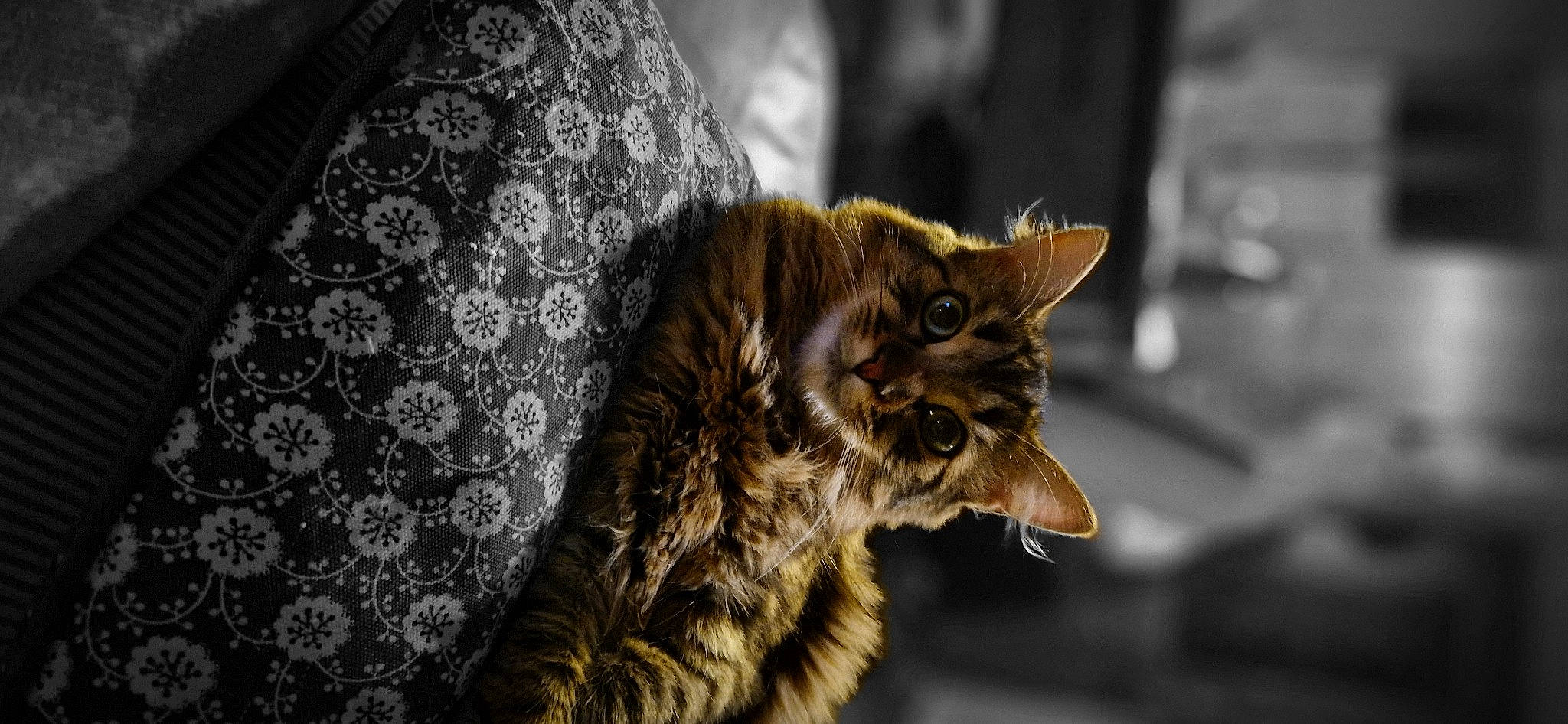 Guizmo participe au concours pour gagner de l'argent avec cette photo : carnivore, cat, claw, domestic_short_haired_cat, felidae, fur, grass, small_to_medium_sized_cats, snout, terrestrial_animal, whiskers, wildlife