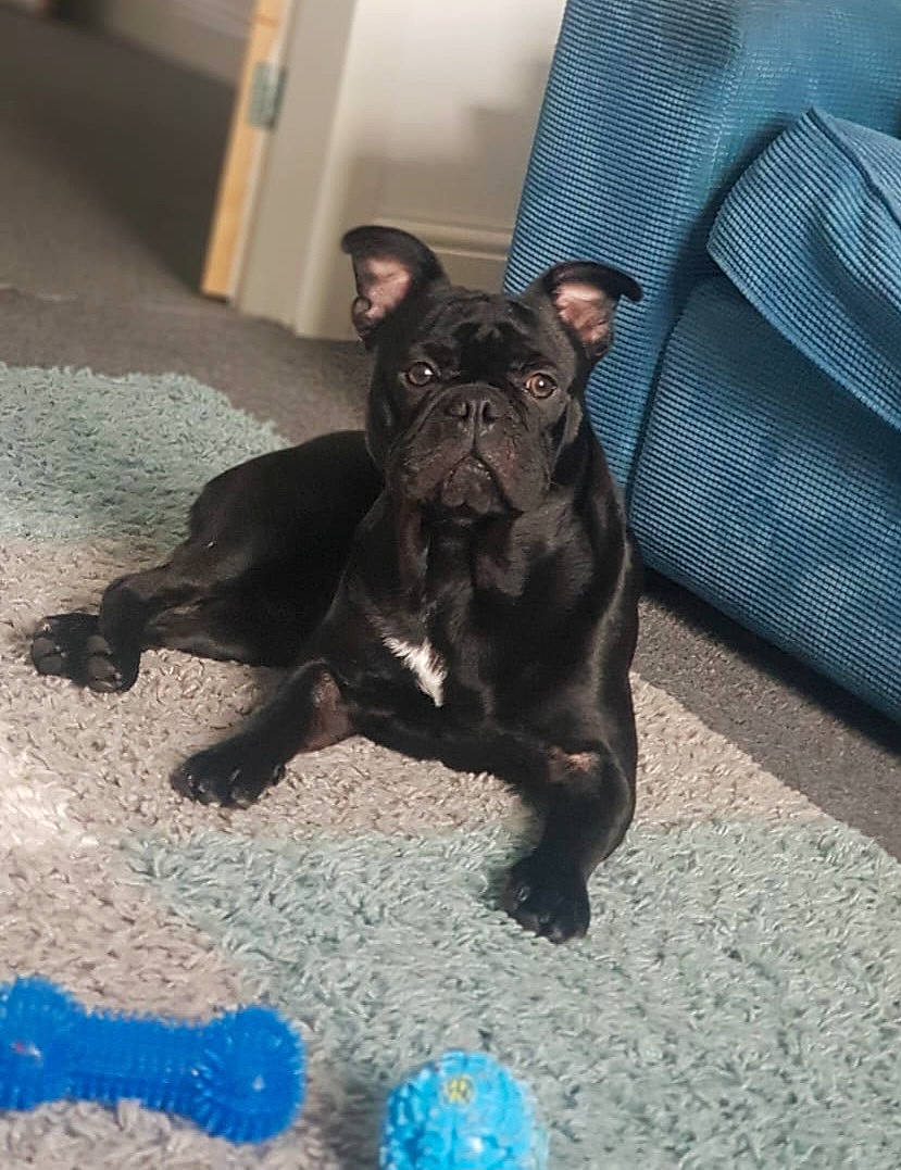 Bobbie is registered to the contest to win money with this photo: boston_terrier, bulldog, carnivore, comfort, companion_dog, dog, dog_breed, dog_collar, fawn, felidae, flooring, french_bulldog, guard_dog, molosser, pug, sporting_group, tail, toy_dog, whiskers, working_animal