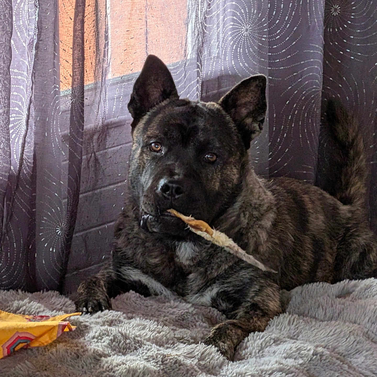 Yuki participe au concours pour gagner de l'argent avec cette photo : dog, brindle_dog, pet, animal, canine, portrait, indoor, blanket, bed, chew_toy, toy, lying_down, sitting, pointed_ears, brown_fur, black_fur, facial_expression, cozy, curtains, home