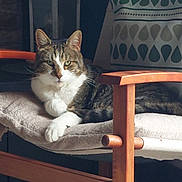 Mitsou participe au concours pour gagner de l'argent avec cette photo : cat, chair, cozy, cushion, decorative_pillow, domestic_cat, ears, feline, fur, home_interior, indoor, lantern, looking_at_camera, pet, relaxed, resting, tabby_cat, whiskers, white_cat, wooden_furniture