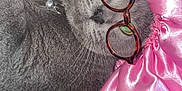 Daisy Dott joined the competition — help win amazing prizes! animal_face, cat, closeup, collar, comfort, cozy, cute, cute_accessory, domestic_animal, feline, glasses, gray_fur, indoor, pet, pink_bonnet, portrait, relaxed, sleepy, soft_texture, whiskers