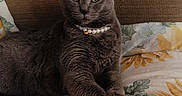 Daisy Dott joined the competition — help win amazing prizes! cat, gray_cat, pearl_necklace, flower_pattern, sunflower, blanket, couch, painting, indoor, pet, feline, relaxed, cozy, animal, portrait, home, furniture, decor, resting, cute