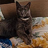 cat, gray_cat, pearl_necklace, flower_pattern, sunflower, blanket, couch, painting, indoor, pet, feline, relaxed, cozy, animal, portrait, home, furniture, decor, resting, cute