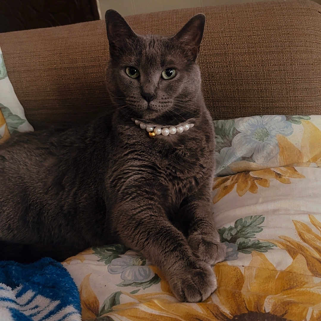 Daisy Dott joined the competition — help win amazing prizes! cat, gray_cat, pearl_necklace, flower_pattern, sunflower, blanket, couch, painting, indoor, pet, feline, relaxed, cozy, animal, portrait, home, furniture, decor, resting, cute