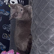 Daisy Dott is registered to the contest to win money with this photo: animal, blanket, cat, colorful, cozy, cute, feline, furry, gray_cat, indoor, napping, pet, plush_toy, quilted, relaxing, resting, sleeping, soft_texture, stuffed_animal, toy