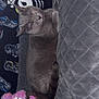 animal, blanket, cat, colorful, cozy, cute, feline, furry, gray_cat, indoor, napping, pet, plush_toy, quilted, relaxing, resting, sleeping, soft_texture, stuffed_animal, toy