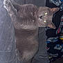 Daisy Dott is registered to the contest to win money with this photo: animal, blanket, cat, couch, ears, eyes, feline, flash, furniture, gray_cat, indoor, lying_down, mammal, motorcycle, pattern, pet, relaxing, sofa, tail, whiskers