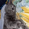 Daisy Dott is registered to the contest to win money with this photo: cat, gray_cat, sleeping, stretching, paws, tongue_out, blanket, floral_pattern, cozy, relaxed, indoor, pet, feline, fur, whiskers, cute, resting, domestic_animal, animal, nap