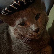 Daisy Dott is registered to the contest to win money with this photo: cat, pet, animal, feline, hat, cozy, indoor, portrait, closeup, cute, whiskers, fur, ears, eyes, resting, soft, shadow, domestic, mammal, cute_animal