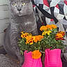 Daisy Dott is registered to the contest to win money with this photo: cat, gray_cat, flowers, orange_flowers, yellow_flowers, pink_planters, roller_skate_planters, indoor, plant_pots, patterned_bag, carpet, pet, animal, feline, decorative, colorful, still_life, cute, domestic_cat, household