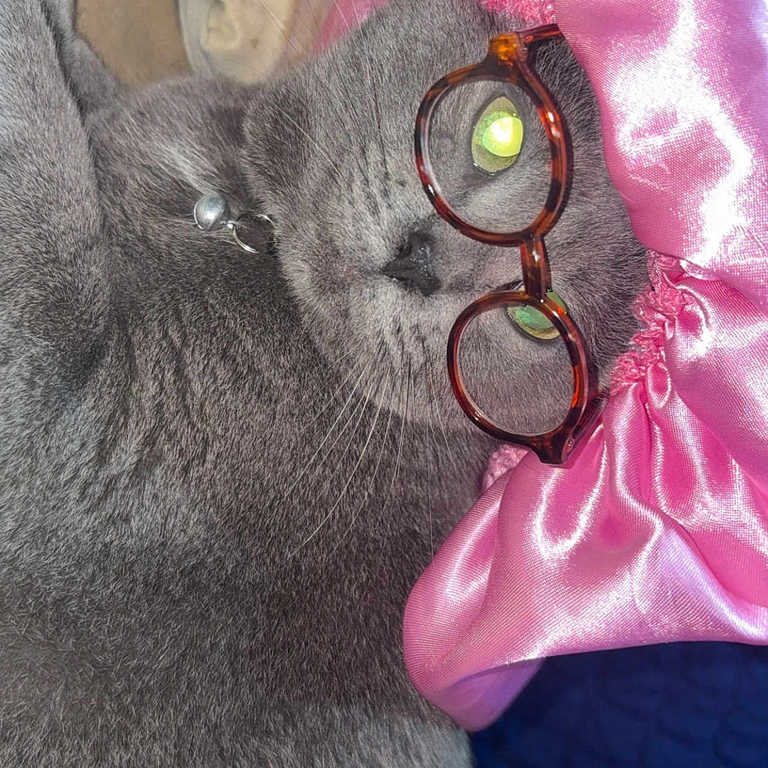 Daisy Dott joined the competition — help win amazing prizes! animal_face, cat, closeup, collar, comfort, cozy, cute, cute_accessory, domestic_animal, feline, glasses, gray_fur, indoor, pet, pink_bonnet, portrait, relaxed, sleepy, soft_texture, whiskers