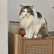 Fluff is registered to the contest to win money with this photo: cat, fluffy, long_hair, tabby, white_fur, wooden_cabinet, indoor, pet, feline, calm, sitting, decor, candle, relaxing, fur, animal, home, cute, mammal, domestic