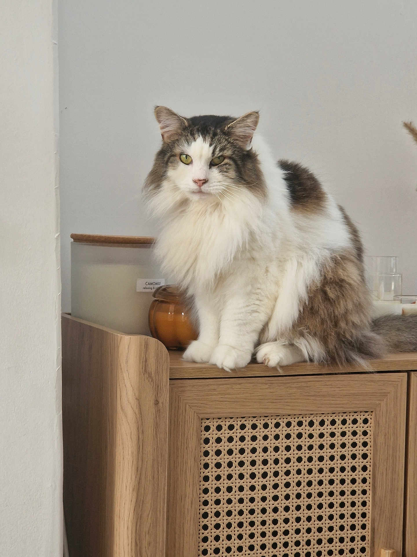 Fluff is registered to the contest to win money with this photo: cat, fluffy, long_hair, tabby, white_fur, wooden_cabinet, indoor, pet, feline, calm, sitting, decor, candle, relaxing, fur, animal, home, cute, mammal, domestic