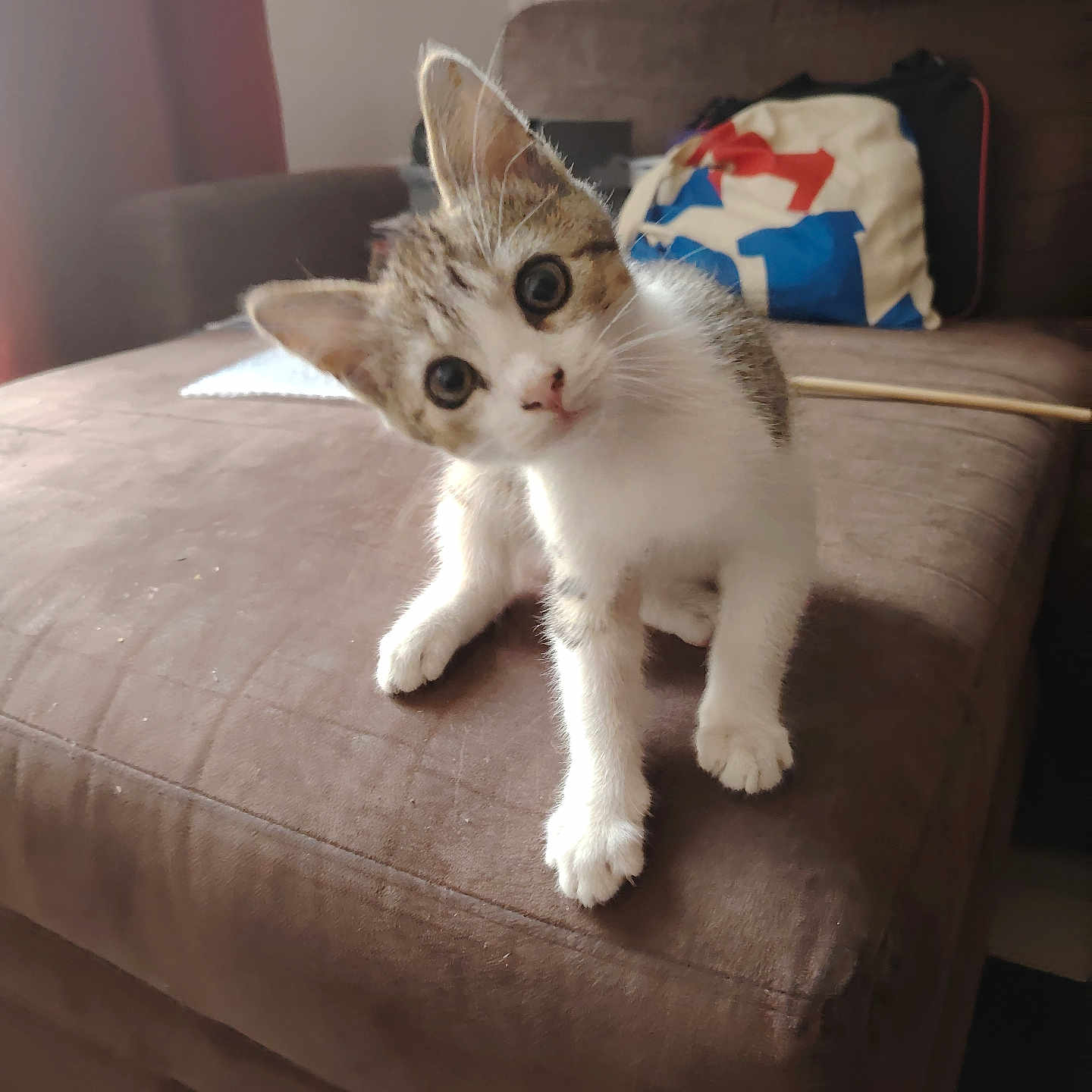 Aloha a rejoint le concours — aidez-le/la à gagner de superbes lots ! animal, brown_couch, cat, cozy, curious, cute, domestic, eyes, fur, furniture, head_tilt, home, indoor, kitten, mammal, pet, playful, small, whiskers, young