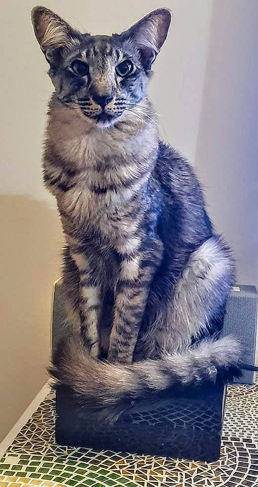Meeko a rejoint le concours — aidez-le/la à gagner de superbes lots ! american_curl, asian, carnivore, cat, domestic_short_haired_cat, dragon_li, egyptian_mau, european_shorthair, felidae, fur, kitten, maine_coon, mammal, norwegian_forest_cat, small_to_medium_sized_cats, tabby_cat, tail, vertebrate, whiskers