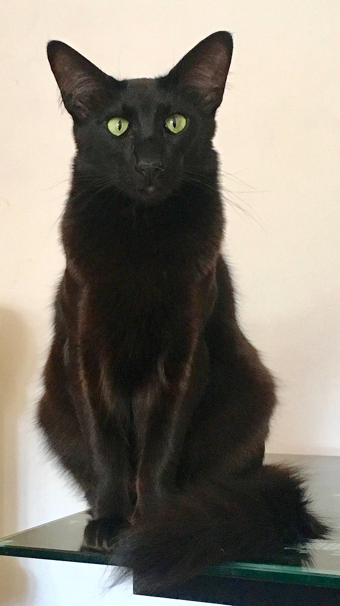 Mushu a rejoint le concours — aidez-le/la à gagner de superbes lots ! asian, black_cat, bombay, burmese, carnivore, cat, domestic_short_haired_cat, felidae, german_rex, havana_brown, javanese, korat, mammal, oriental_longhair, oriental_shorthair, small_to_medium_sized_cats, tail, turkish_angora, vertebrate, whiskers