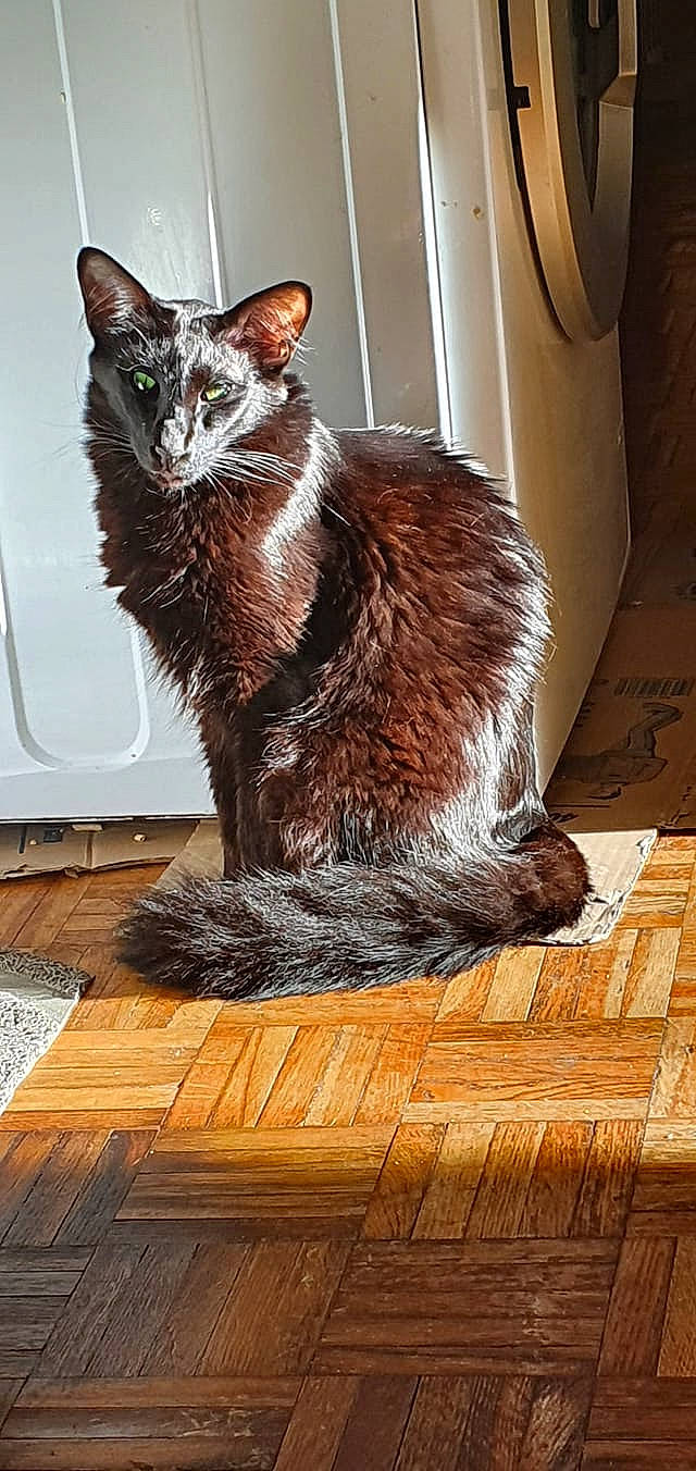 Mushu a rejoint le concours — aidez-le/la à gagner de superbes lots ! asian, carnivore, cat, domestic_short_haired_cat, european_shorthair, felidae, floor, flooring, fur, german_rex, maine_coon, mammal, small_to_medium_sized_cats, somali, tabby_cat, tail, whiskers, wood