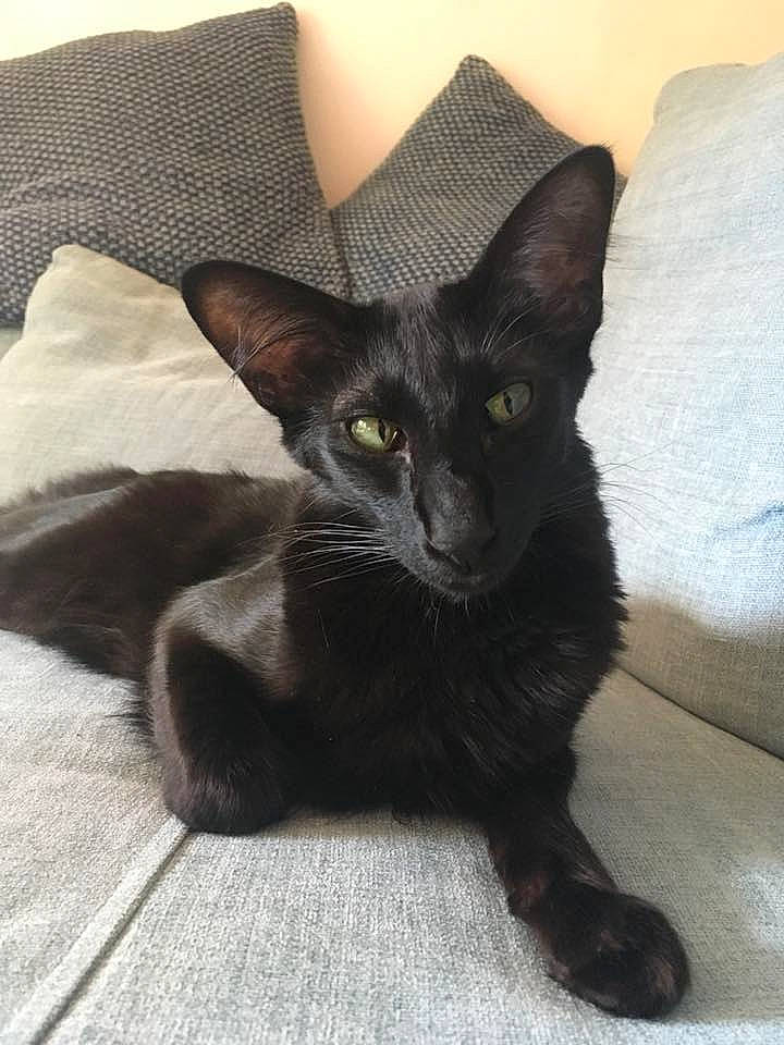 Mushu participe au concours pour gagner de l'argent avec cette photo : asian, black_cat, bombay, burmese, carnivore, cat, felidae, havana_brown, javanese, kitten, korat, mammal, oriental_longhair, oriental_shorthair, small_to_medium_sized_cats, vertebrate, whiskers