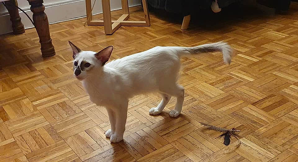 Rajah a rejoint le concours — aidez-le/la à gagner de superbes lots ! carnivore, cat, felidae, floor, flooring, fur, hardwood, laminate_flooring, plank, plywood, small_to_medium_sized_cats, snout, tail, tile, tile_flooring, varnish, whiskers, wood, wood_flooring, wood_stain